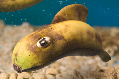 Breakfast on the Cereal Reef