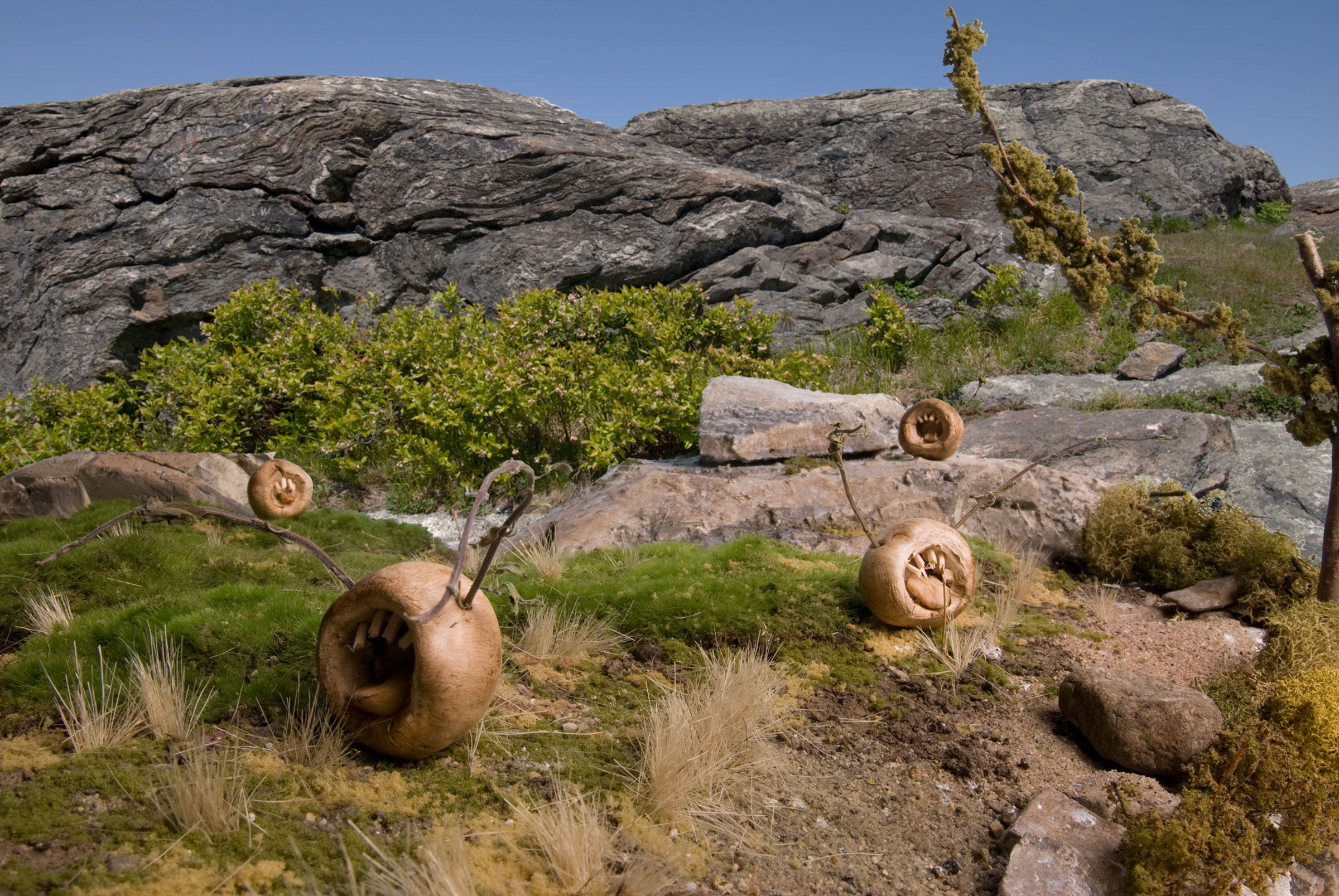 Howler Mushrooms